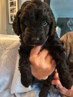 Labradoodle pup te koop, 8 tot 15 weken, Eén hond, Nederland, Particulier