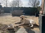Gratis ophalen terrastegels 40x40, Ophalen, Gebruikt, 10 m² of meer, Beton