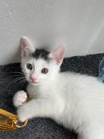 Kittens, Ophalen of Verzenden, Overige typen