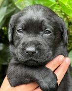 Prachtige stamboom zwarte  Labrador pups labradorpup, Dieren en Toebehoren, Honden | Retrievers, Spaniëls en Waterhonden, CDV (hondenziekte)