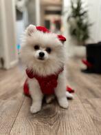 Pomeriaan puppy zoekt een huisje, Dieren en Toebehoren, Honden | Poolhonden, Keeshonden en Oertypen, CDV (hondenziekte), Particulier