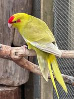 Kakariki mannen, Dieren en Toebehoren, Mannelijk, Parkiet