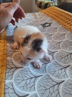 6 mooie kittens, Dieren en Toebehoren
