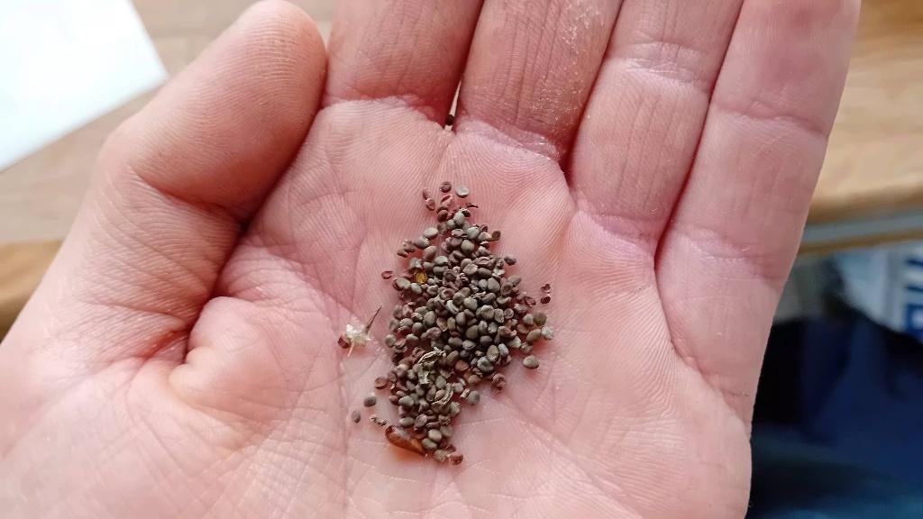 Spruitjes zaad, Tuin en Terras, Bloembollen en Zaden, Ophalen, Voorjaar, Volle zon, Zaad