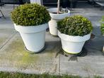 2 buxus bollen in witte potten Potten zijn van Ikea, Ophalen, Kunststof, Gebruikt, Rond