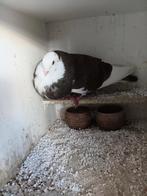 Mooie olibonte doffer, Mannelijk, Kropper