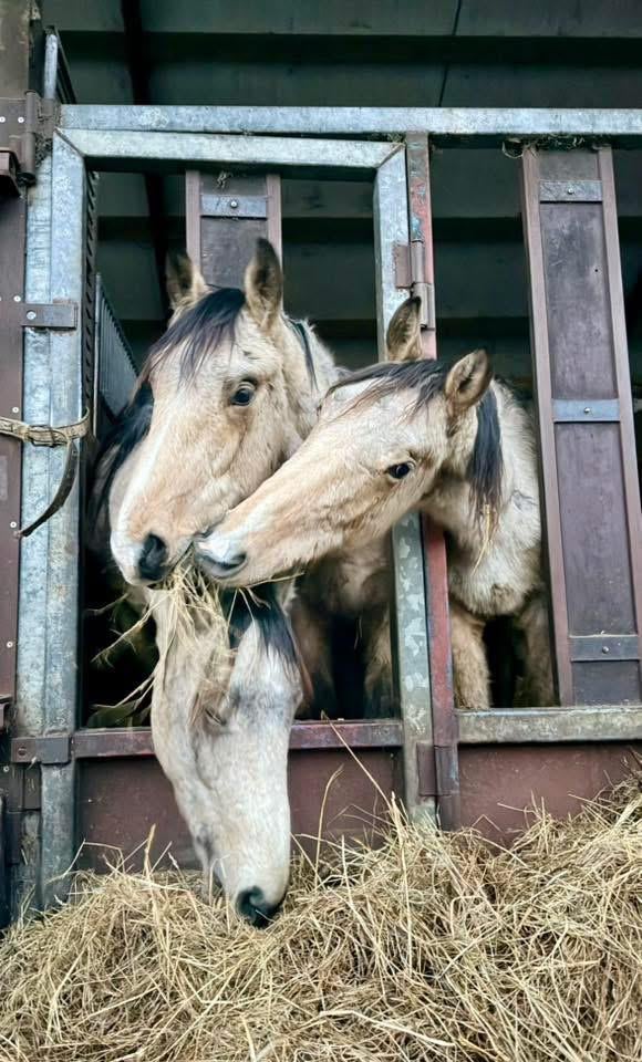 Weide gezocht voor 10 tweejarige hengsten, Dieren en Toebehoren, Weidegang, 4 paarden of pony's of meer