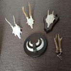 Taxidermie Schedel Gewei, Ophalen of Verzenden, Hert, Schedel