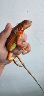 Groene leguanen morphs, Dieren en Toebehoren, Slang, 0 tot 2 jaar