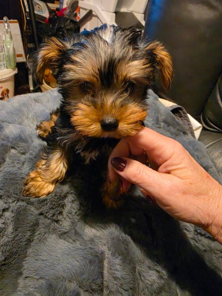 Mini york terier, Dieren en Toebehoren, Honden | Jack Russells en Terriërs, 8 tot 15 weken, Meerdere, Meerdere dieren, Parvo