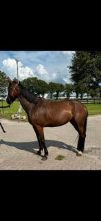 Draver draagmerrie aangeboden, Dieren en Toebehoren, Paarden, Merrie, Recreatiepaard