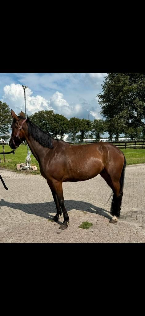 Draver draagmerrie aangeboden, Dieren en Toebehoren, Paarden, Merrie, Recreatiepaard