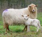 Schaap heide met 1 lam lammeren lammetjes schapen stel, Dieren en Toebehoren, Schapen, Geiten en Varkens, Vrouwelijk, Schaap