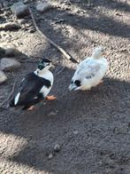 Koppel kwakertjes te koop. Zijn aan de leg! Jonge dieren!, Meerdere dieren, Eend