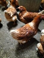 Leg kippen te koop, Vrouwelijk, Kip