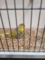 Bonte elegant, Mannelijk, Parkiet