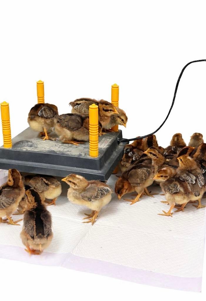 Cream legbar kuikens, Dieren en Toebehoren, Meerdere dieren, Kip