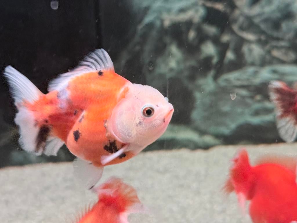 Short tail oranda, Dieren en Toebehoren, Vissen | Aquariumvissen, Vis
