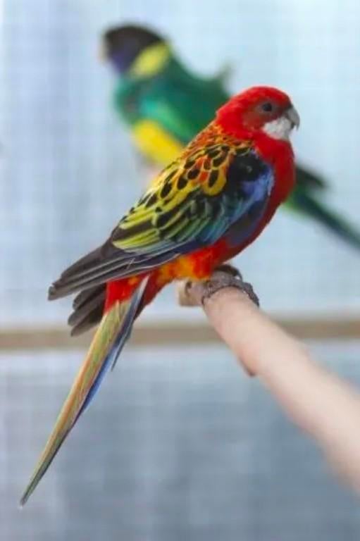 Gezocht jonge rosella rosella's, Dieren en Toebehoren, Vrouwelijk, Parkiet