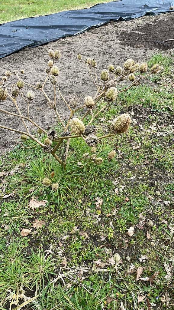 Datura stramonium, Ophalen, Overige soorten, Volle zon