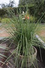 tuinplant, Volle zon, Vaste plant, Zomer, Ophalen