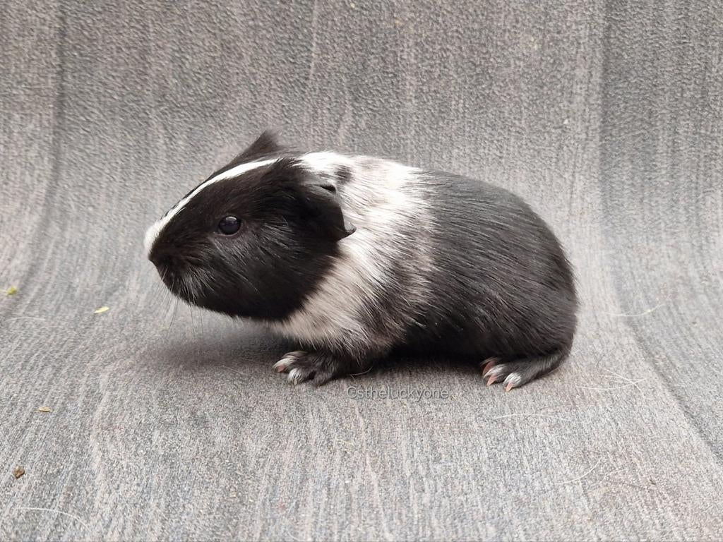 2 cavia zeugjes, Dieren en Toebehoren, Knaagdieren, Cavia, Vrouwelijk, November, Tam