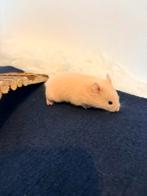 Te koop goudhamster / Syrische hamsters - NOG 1 BESCHIKBAAR, Hamster, Februari, Meerdere dieren, Tam