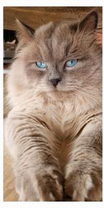 Gastgezinnen gevraagd voor Siberische katers, Dieren en Toebehoren, Kater