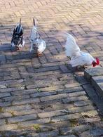 Serama haantjes, Dieren en Toebehoren, Pluimvee, Mannelijk, Kip