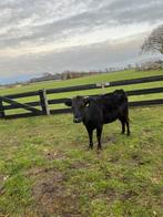 Dahomey mini koe, Ophalen