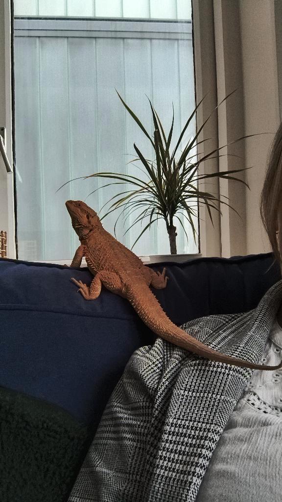 Baardagaam met terrarium en toebehoren