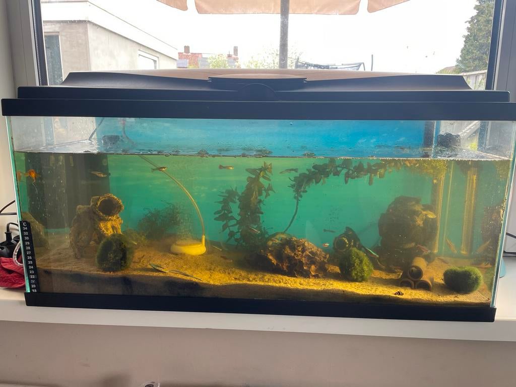 Aquarium 80cm te koop., Dieren en Toebehoren, Vissen | Aquaria en Toebehoren, Ophalen, Leeg aquarium