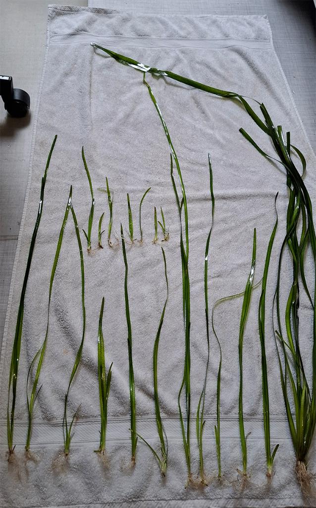 Valisneria Gigantea,  reuzenvallisneria, Ophalen, Nieuw, Plant(en), Steen of Hout