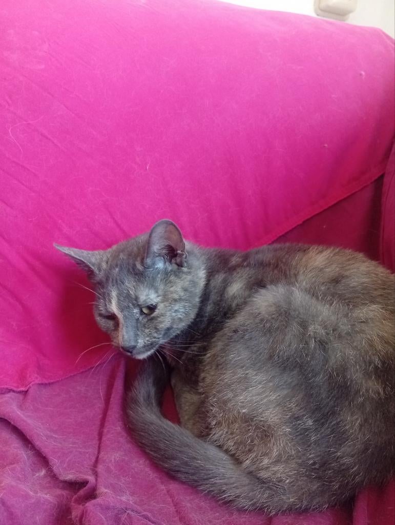 Kat te koop, Dieren en Toebehoren, Katten en Kittens | Raskatten | Korthaar, Poes, Ontwormd, 0 tot 2 jaar