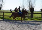 Lieve 9 jarige C-pony, Gechipt, Ruin, Dressuurpony, 7 tot 10 jaar