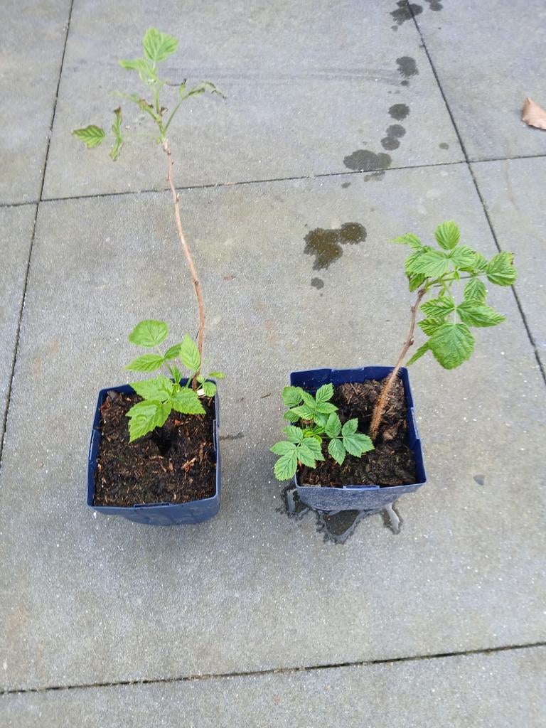 Stekjes tekoop van de gele framboos, Ophalen, Volle zon