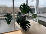 Stunning Monstera Deliciosa (4 Years Old), Huis en Inrichting, Kamerplanten, Ophalen, Overige soorten, Halfschaduw, Minder dan 100 cm