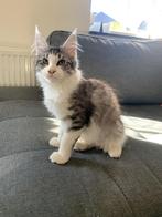 Maine coon kitten te koop, Poes, Gechipt, 0 tot 2 jaar
