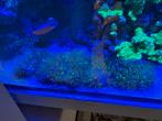 Mooie stukken sterpoliep, Ophalen, Gevuld zeewateraquarium