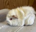 Jong cavia mannetje borstelmixje, Februari, Mannelijk, Cavia