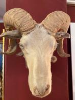 Antiek grote Ramskop taxiderma, Ophalen of Verzenden