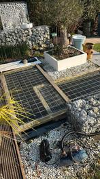 Gevraagd vijvervissen, Overige soorten