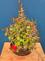 Euphorbia Millii Rood p13, Ophalen of Verzenden, Halfschaduw, Minder dan 100 cm