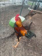 Modern Engelse vechtkriel haan patrijs, Mannelijk, Kip