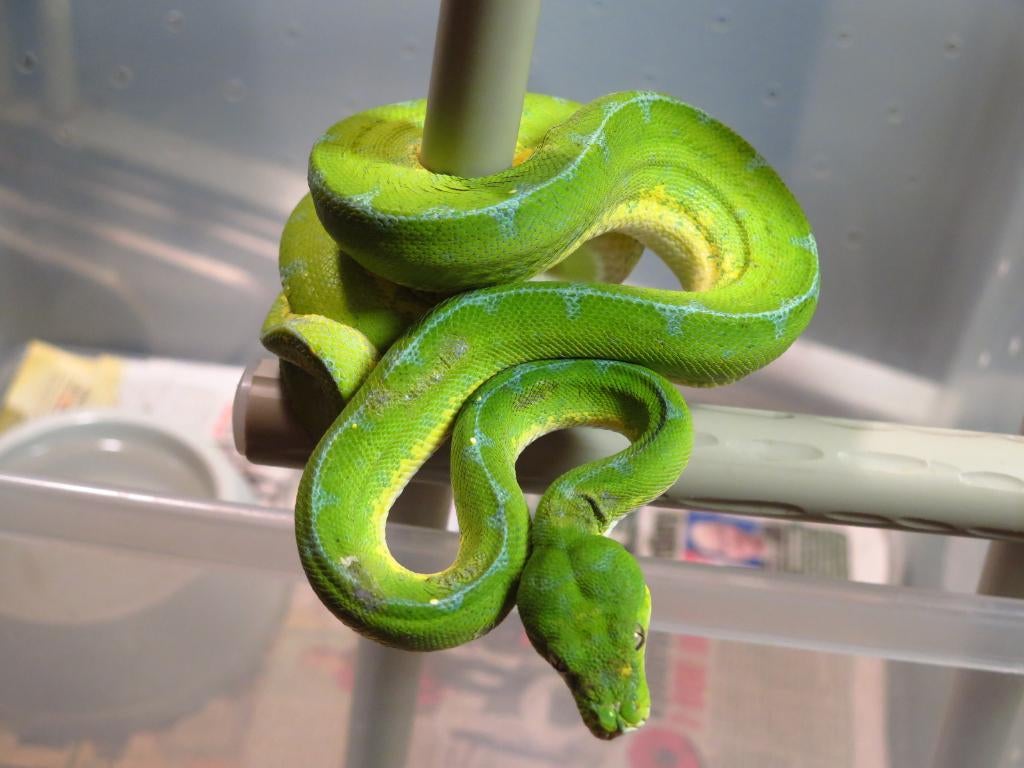 Couples morelia viridis JAYAPURA, Dieren en Toebehoren, 3 tot 6 jaar