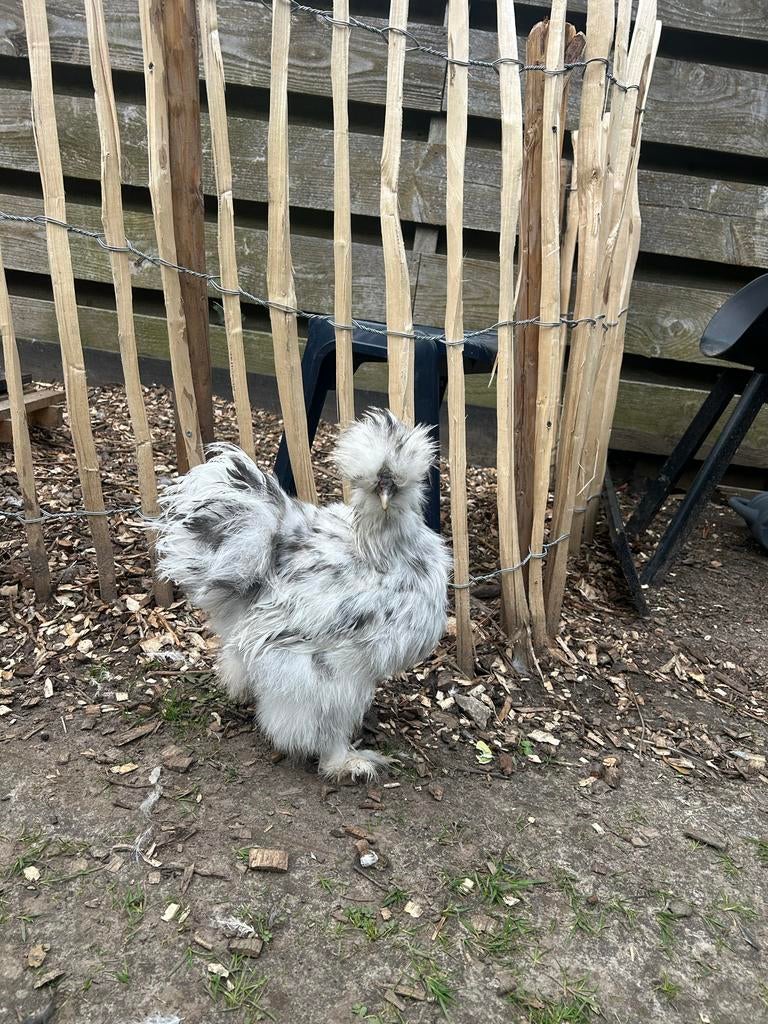 USA zijdehoen haan, Dieren en Toebehoren, Mannelijk, Kip