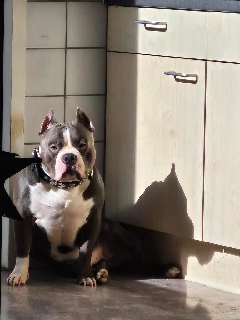 GEZOCHT  pocket bully teef, Particulier, HCC (leverziekte), 8 tot 15 weken, Buitenland