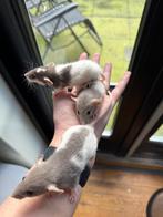 💕💕Lieve Dwergratjes, ratjes, rittens, dwergrittens!, Dieren en Toebehoren, Rat, Januari, Meerdere dieren, Tam