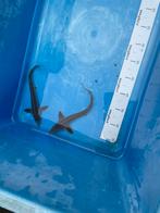 Sterlet steur 25 cm, Steur