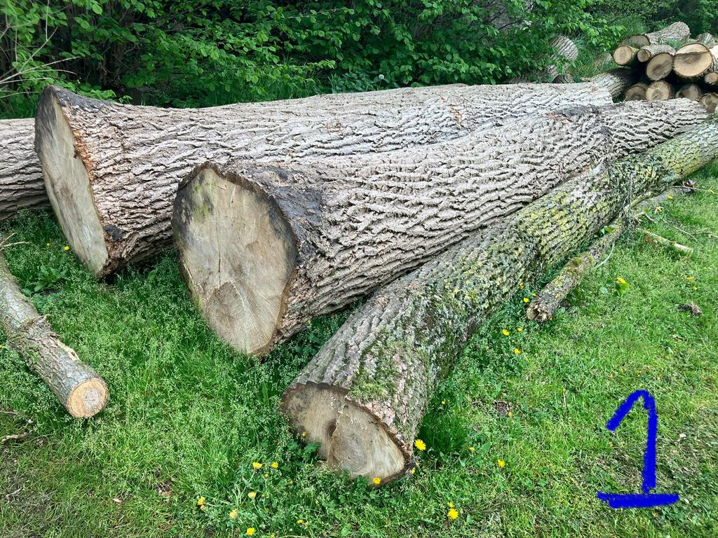 Populieren hout diverse, Tuin en Terras, Haardhout, 6 m³ of meer, Ophalen, Overige houtsoorten, Stammen